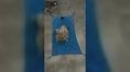 Load and play video in Gallery viewer, Zoomie Zoom & Dry Towel
